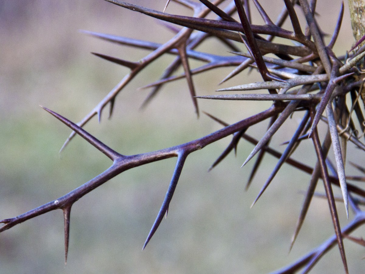 As The Soldiers Beat Upon My Lord&nbsp;Mercilessly